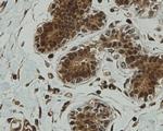 CCDC51 Antibody in Immunohistochemistry (Paraffin) (IHC (P))
