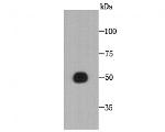 CCDC51 Antibody in Western Blot (WB)