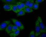 HECTD4 Antibody in Immunocytochemistry (ICC/IF)