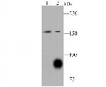 HECTD4 Antibody in Western Blot (WB)
