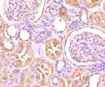 FAM3A Antibody in Immunohistochemistry (Paraffin) (IHC (P))