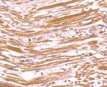 FAM3A Antibody in Immunohistochemistry (Paraffin) (IHC (P))