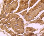 FAM3A Antibody in Immunohistochemistry (Paraffin) (IHC (P))