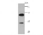 FAM3A Antibody in Western Blot (WB)