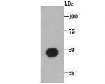 MROH7 Antibody in Western Blot (WB)