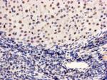 PGBD5 Antibody in Immunohistochemistry (Paraffin) (IHC (P))