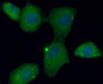 FAM213A Antibody in Immunocytochemistry (ICC/IF)