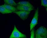 FAM213A Antibody in Immunocytochemistry (ICC/IF)