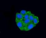 FAM213A Monoclonal Antibody (7-B7)