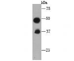 FAM213A Antibody in Western Blot (WB)