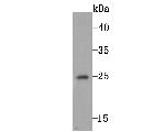 FAM213A Antibody in Western Blot (WB)