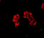 alpha-Cardiac Actin Monoclonal Antibody (33-32)