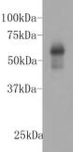KIAA0100 Antibody in Western Blot (WB)