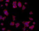 TMEM177 Antibody in Immunocytochemistry (ICC/IF)