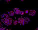 TMEM177 Antibody in Immunocytochemistry (ICC/IF)