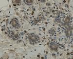 TMEM177 Antibody in Immunohistochemistry (Paraffin) (IHC (P))