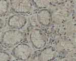 TMEM177 Antibody in Immunohistochemistry (Paraffin) (IHC (P))