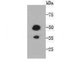 TMEM177 Antibody in Western Blot (WB)