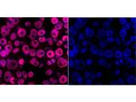 DPY30 Monoclonal Antibody (1-6)