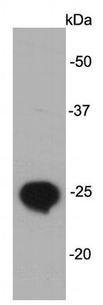 LIN28B Antibody in Western Blot (WB)