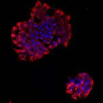 PTPRB Monoclonal Antibody (2-A2)