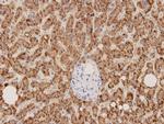 ERAS Antibody in Immunohistochemistry (Paraffin) (IHC (P))