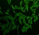 Caspase 1 Antibody in Immunocytochemistry (ICC/IF)