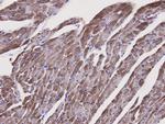 Caspase 1 Antibody in Immunohistochemistry (Paraffin) (IHC (P))