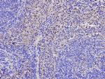 Caspase 1 Antibody in Immunohistochemistry (Paraffin) (IHC (P))