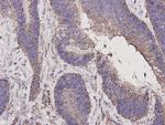 Caspase 1 Antibody in Immunohistochemistry (Paraffin) (IHC (P))
