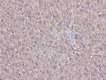 Caspase 1 Antibody in Immunohistochemistry (Paraffin) (IHC (P))