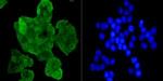 EFTUD2 Antibody in Immunocytochemistry (ICC/IF)