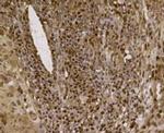 EFTUD2 Antibody in Immunohistochemistry (Paraffin) (IHC (P))