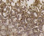 EFTUD2 Antibody in Immunohistochemistry (Paraffin) (IHC (P))