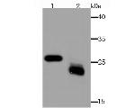 MAL Antibody in Western Blot (WB)