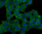 GPX5 Antibody in Immunocytochemistry (ICC/IF)