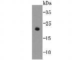 GPX5 Antibody in Western Blot (WB)