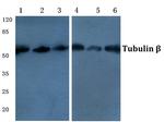 beta Tubulin Monoclonal Antibody (4D9), HRP