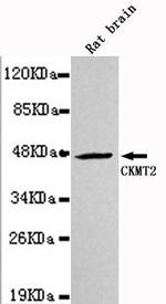 CKMT2 Monoclonal Antibody (7B12)