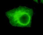 UHRF1 Antibody in Immunocytochemistry (ICC/IF)