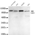 UHRF1 Antibody in Western Blot (WB)