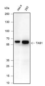 TAB1 Monoclonal Antibody (2G4)