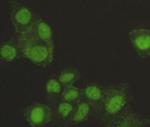 SAFB Antibody in Immunocytochemistry (ICC/IF)