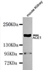 ACE Monoclonal Antibody (6C3)