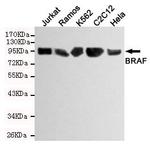 B-Raf Antibody in Western Blot (WB)