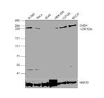 CHD4 Monoclonal Antibody (7C2)