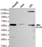 GATA6 Monoclonal Antibody (6H8)