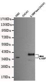 IL18BP Monoclonal Antibody (7C6)
