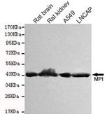 MPI Antibody in Western Blot (WB)