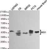 MSI1 Monoclonal Antibody (8G2)